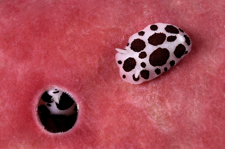 NASCONDINO: giovani esemplari di vacchetta di mare su una spugna del genere Petrosia - Foto: Giuseppe Piccioli Resta