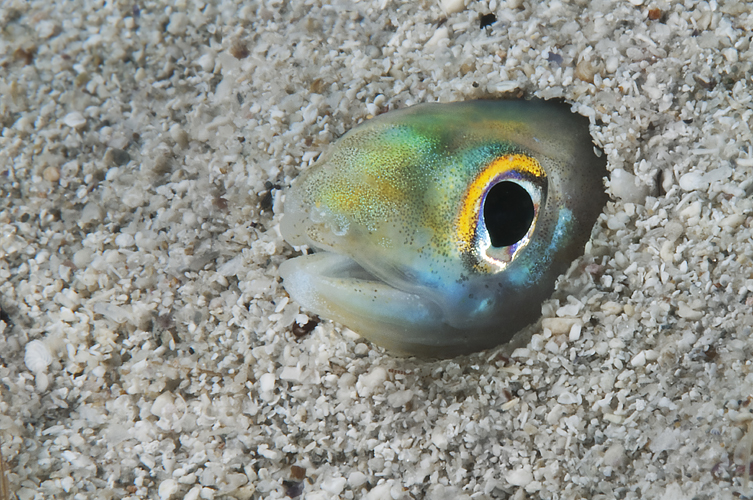 TIMIDEZZA: un piccolo grongo delle baleari ripreso mentre si insabbia per sfuggire ai pericoli - Foto: Giuseppe Piccioli Resta