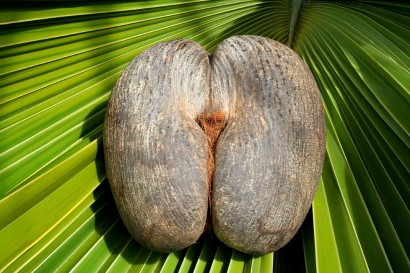 Coco De Mer Nut ©Gerard La Rose