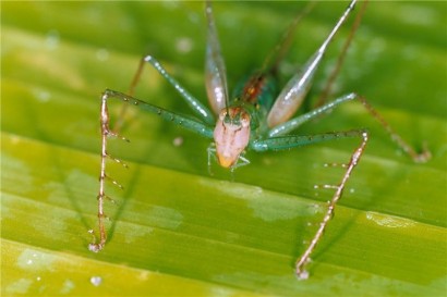 Supersonus katydids - Foto: University of Lincoln