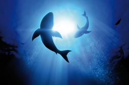 sharklife (2)