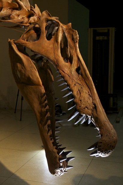Foto: Rebecca Hale/National Geographic The “Spinosaurus: Lost Giant of the Cretaceous” 