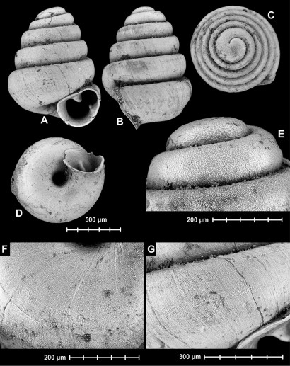 snails (2)