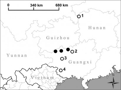 Le chiocciole di terra sono state scoperte in Cina, nella provincia di Guangxi