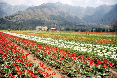 Il più grande giardino di tulipani dell'Asia si estende su di una superficie di 12 ettari 