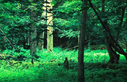 Uno scorcio della foresta di Bialowieza
