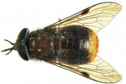L'insetto Scaptia beyonceae