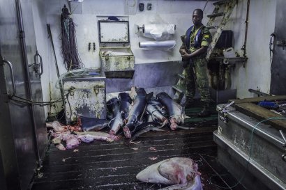 Carcasse di squalo ricoprono il ponte all’interno dell'F/V Alemar Primero. Foto: Alejandra Gimeno