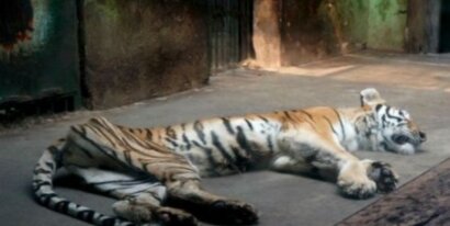 Una delle tigri detenute dell'allevamento di Guilin