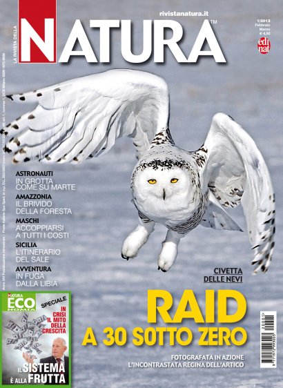 La copertina de La Rivista della Natura 1/2012 dedicata alla civetta delle nevi di Marcello Libra.