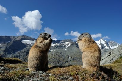 2_marmotta-marmota-marmota
