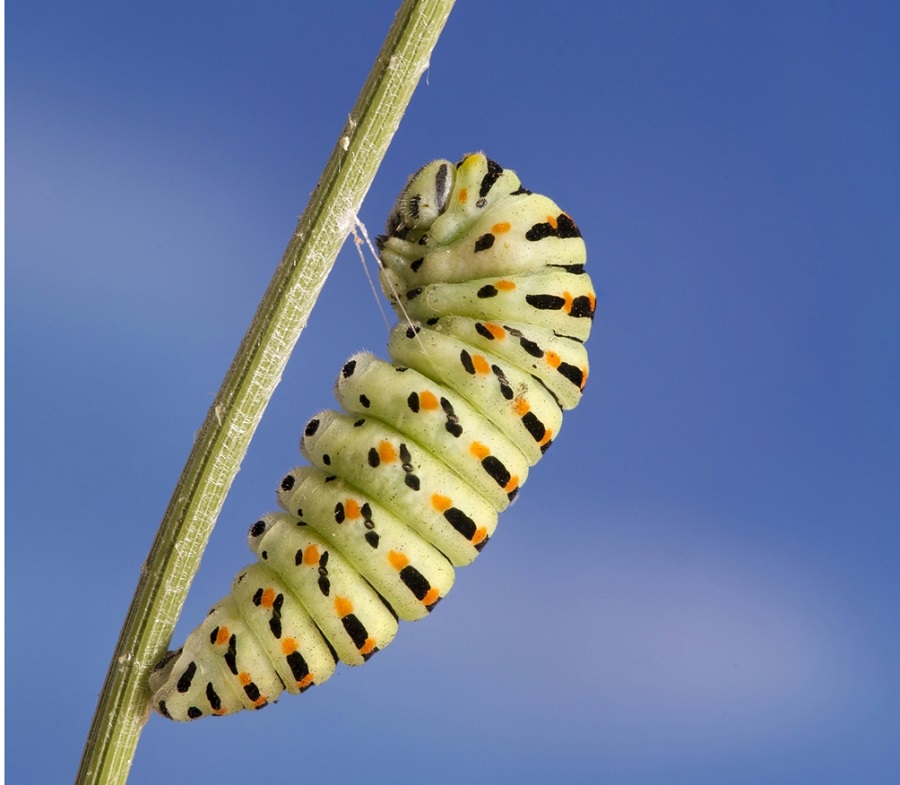 MacaKit- Allevare la farfalla Macaone da Larva a Farfalla