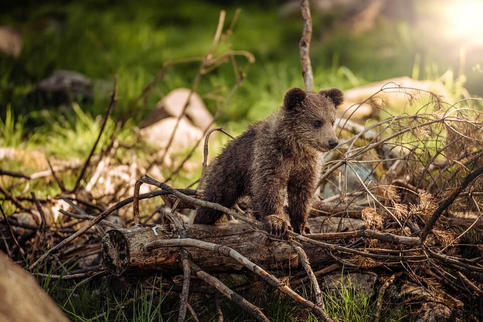 Orso Marsicano Avvistati I Primi Cuccioli Della Stagione