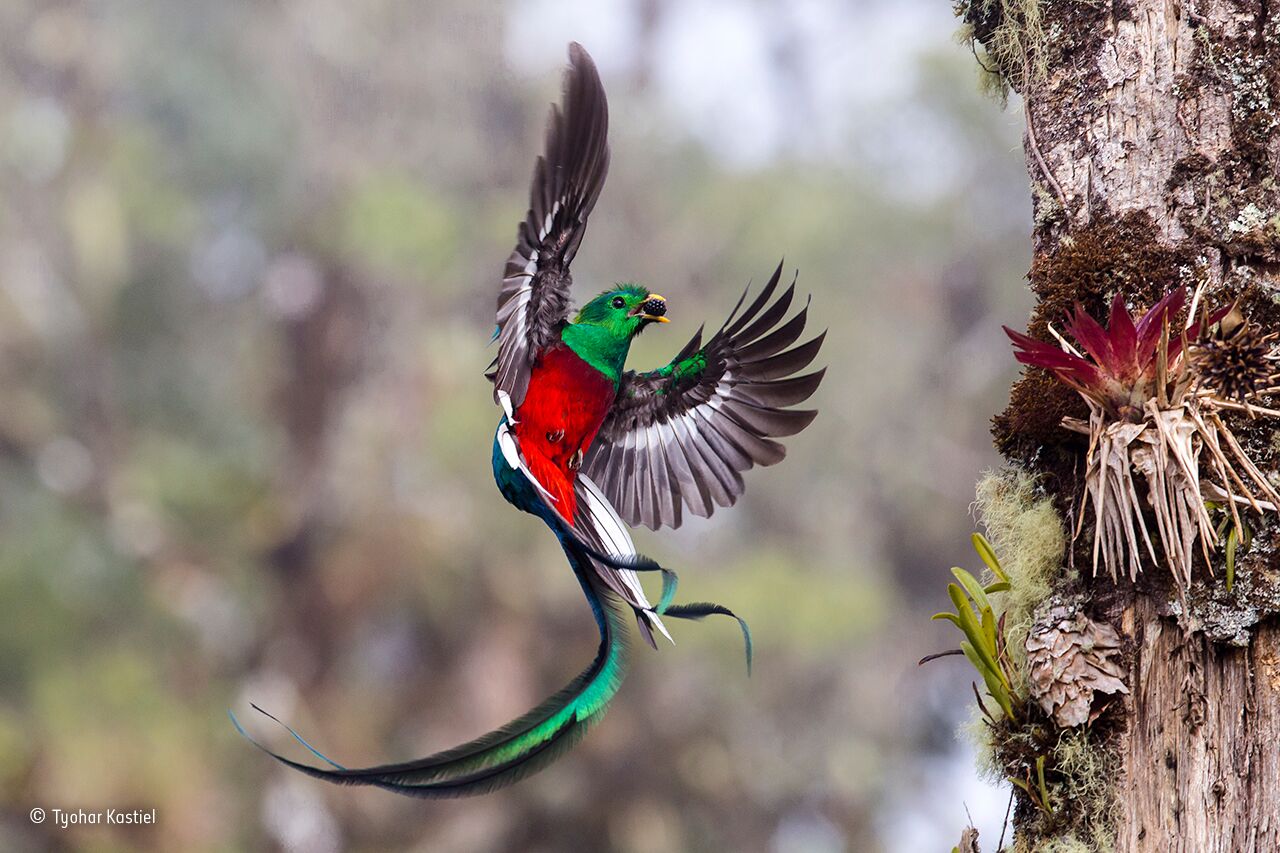 Wildlife Photographer Of The Year La Fotografia Naturalistica A Milano