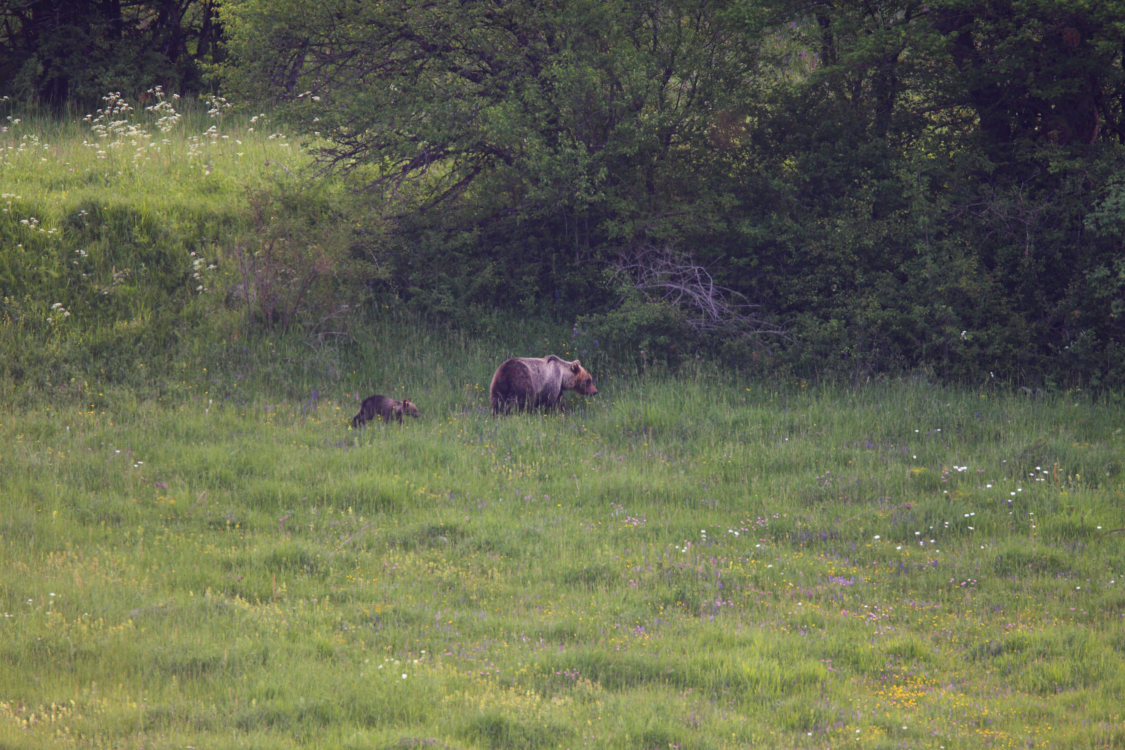 Orso Marsicano Storico Avvistamento Nei Simbruini La Rivista Della