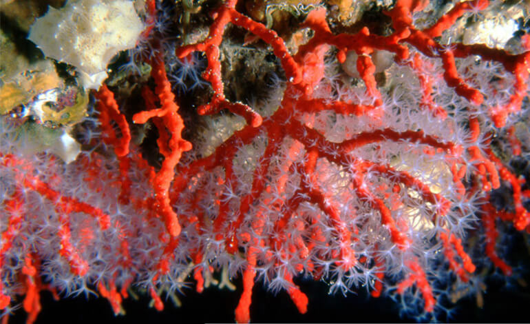 Le Profondit Colorate Del Mediterraneo Il Coralligeno