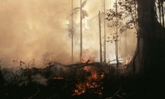 Il WWF elegge l' Amazzonia 