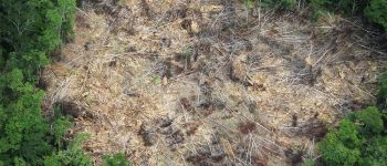 Deforestazione: in calo o in aumento?