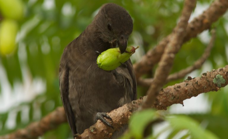 Il pappagallo delle Seychelles
