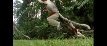 La danza dei lemuri