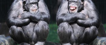 Scimmie più longeve grazie all'amicizia