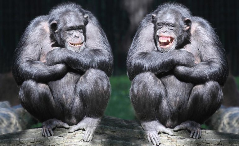 Scimmie più longeve grazie all’amicizia