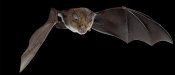 Il sonar dei pipistrelli: ecco come funziona