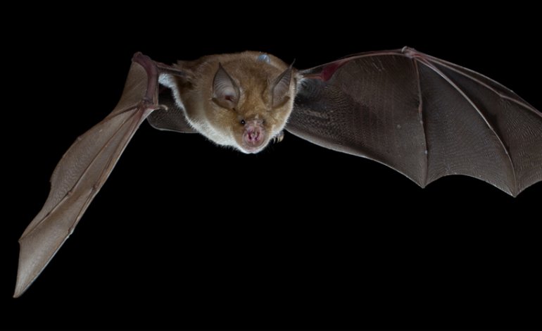 Il sonar dei pipistrelli: ecco come funziona