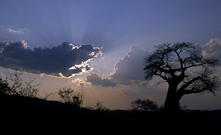 Baobab al tramonto