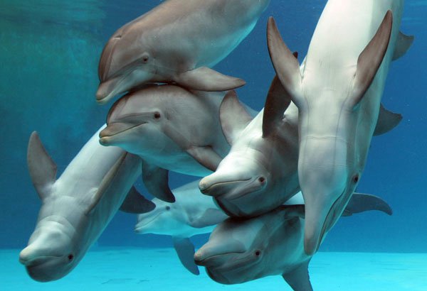 La sensibilità “magnetica” dei delfini