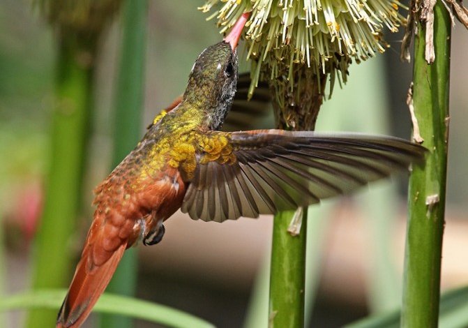 Super colibrì
