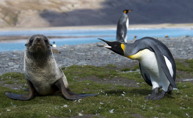 Foche e pinguini: l'”amore” incompreso