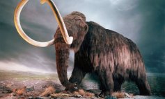 Il ritorno del mammut