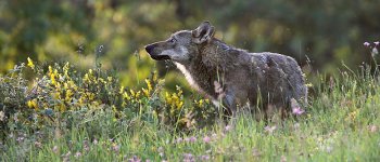 Il lupo: fantasia e realtà a confronto