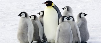 I segreti dei pinguini