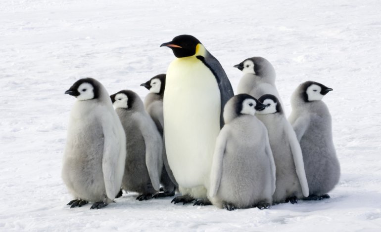 I segreti dei pinguini