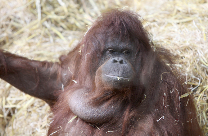 L’orango che “parla” come un uomo