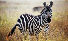 Le strisce bianconere delle zebre, svelato il mistero