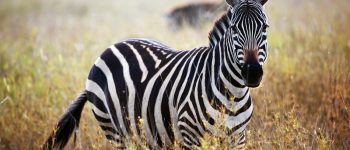 Le strisce bianconere delle zebre, svelato il mistero