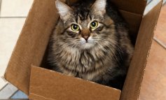 Gatti e scatole, un connubio vincente