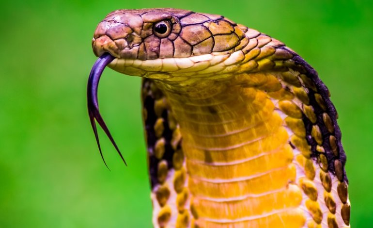 Il cannibalismo dei cobra