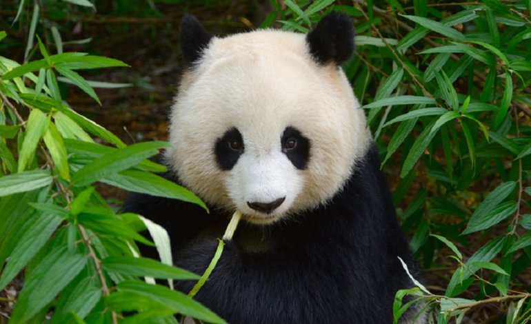 La “rinascita” dei panda