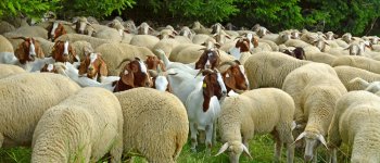 Epidemia tra pecore e capre