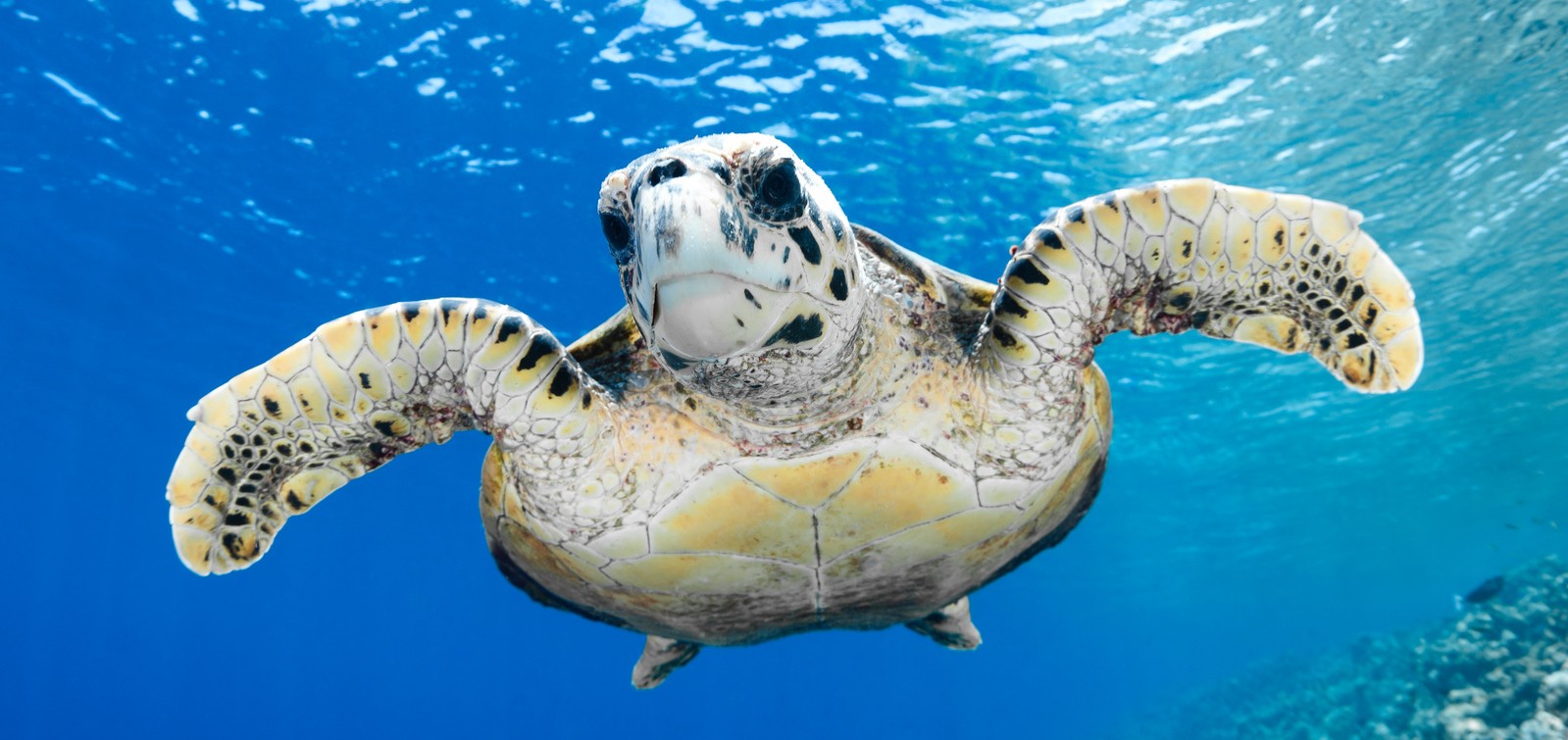 Il Viaggio Dei Giovani Esemplari Di Tartarughe Marine