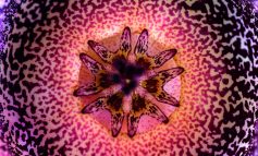 Il “profumo” della Orbea hardyi, il fiore che puzza