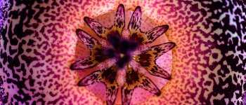 Il “profumo” della Orbea hardyi, il fiore che puzza