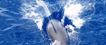 Rischio estinzione per il delfino di Maui
