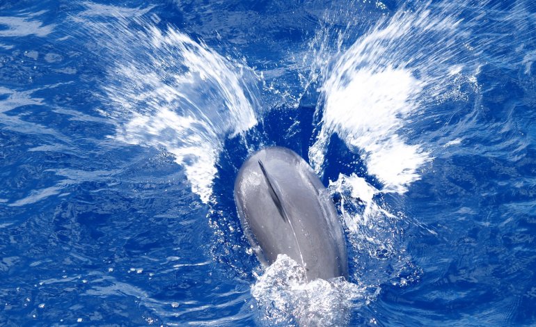 Rischio estinzione per il delfino di Maui