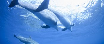 Sospesa la cattura dei delfini