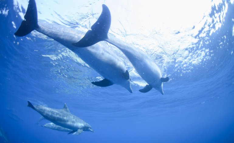 Sospesa la cattura dei delfini